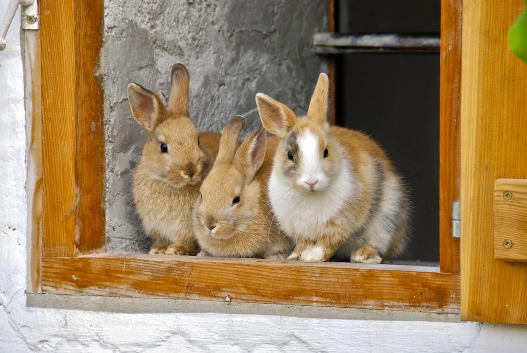 Three rabbits housed outdoors, surrounded by a protective enclosure, enjoying the freedom of the open space.