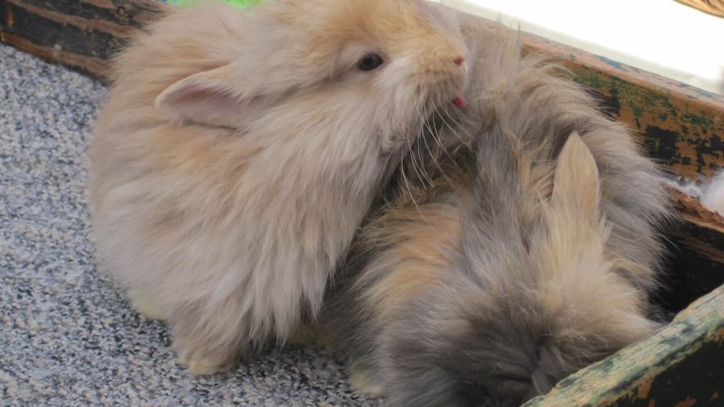 English Angora rabbit, featuring long, fluffy fur and a gentle demeanor.
