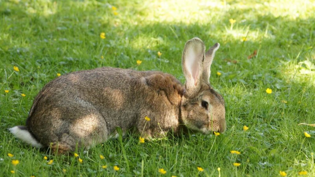 Flemish Giant rabbit, a massive breed recognized for its size and calm temperament.