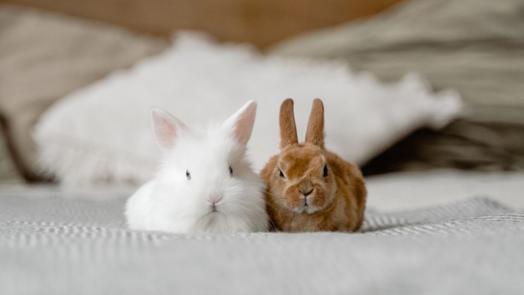 bunny breeding