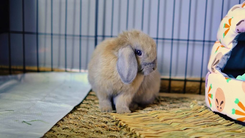 Holland Lop rabbit, known for its distinctive floppy ears and small size.