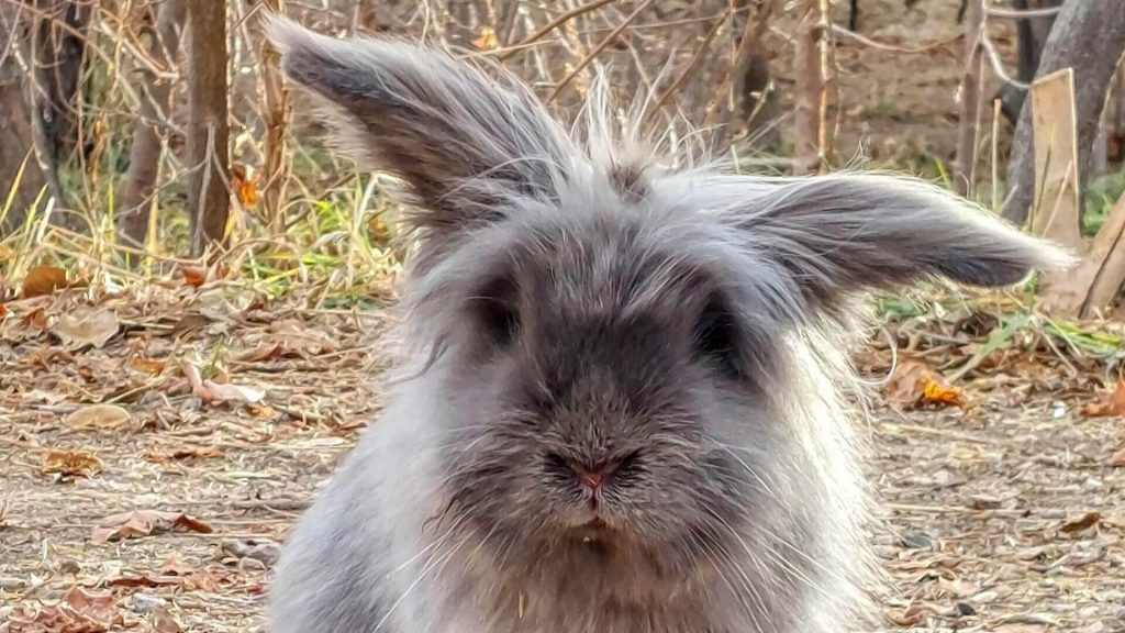 Image of a Lionhead rabbit, a small breed known for its distinctive mane of fur around its head.