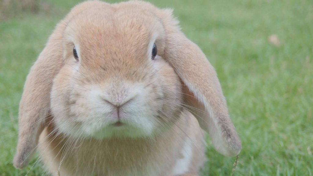 Mini Lop rabbit, a small breed with cute floppy ears and a playful disposition.