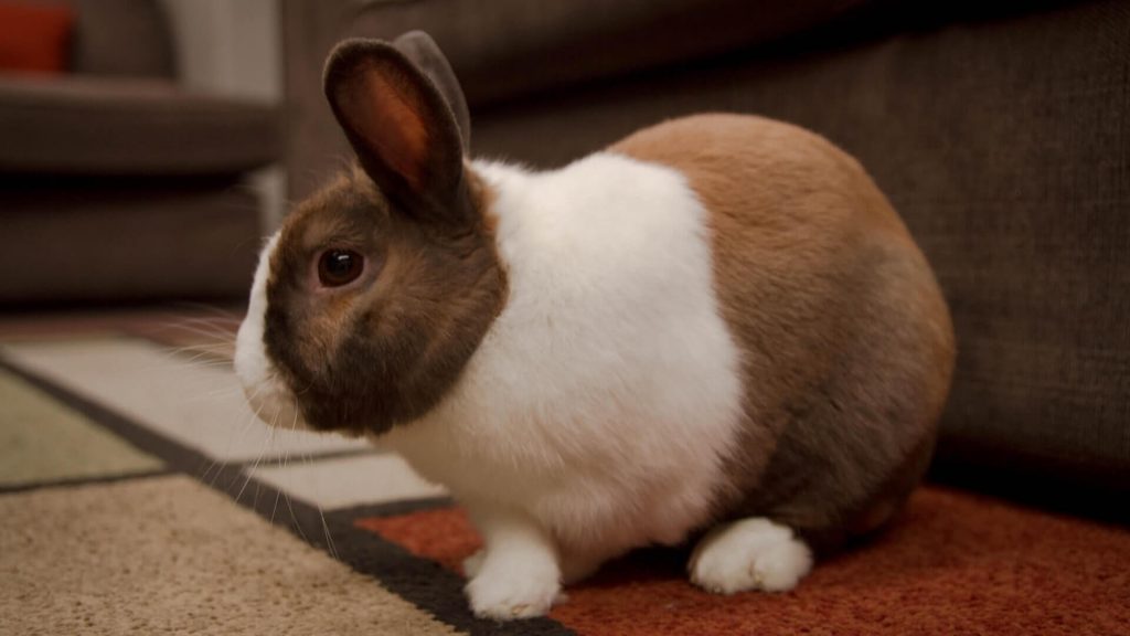 Netherlands Dwarf rabbit, a tiny and charming breed known for its small size.