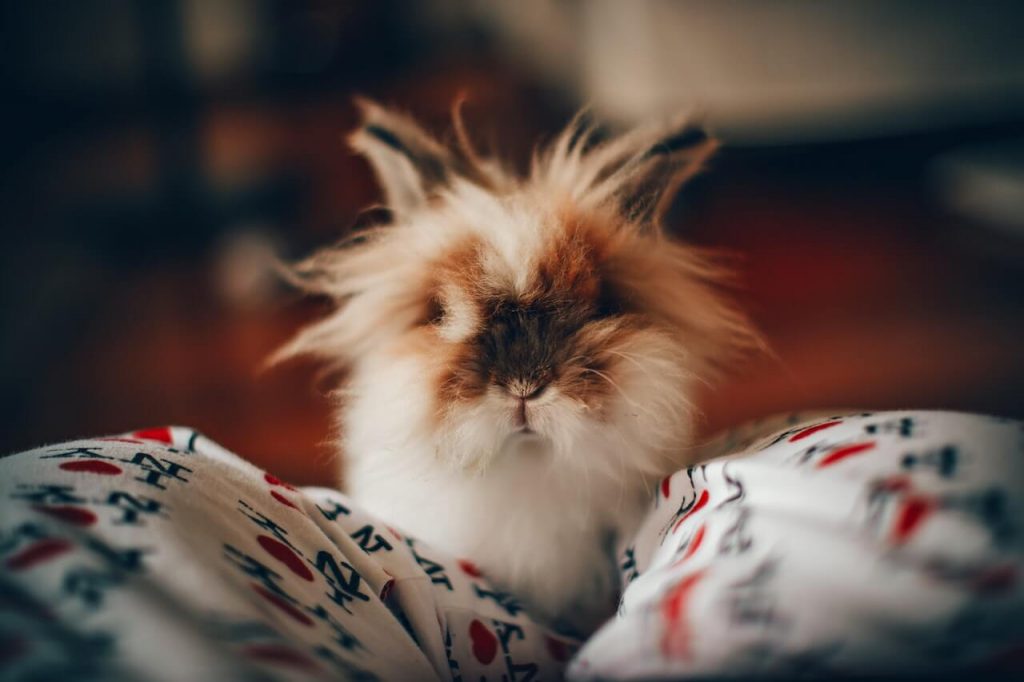 A cute furry bunny perched on top of legs, exuding charm and playfulness.